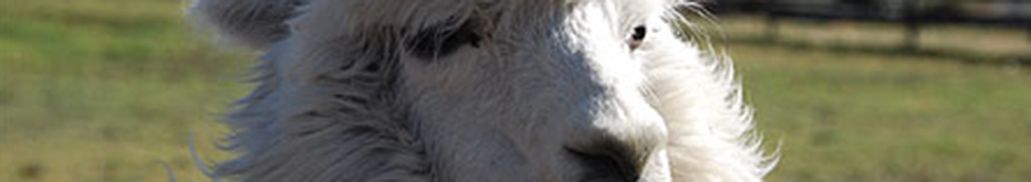 Balade en lama